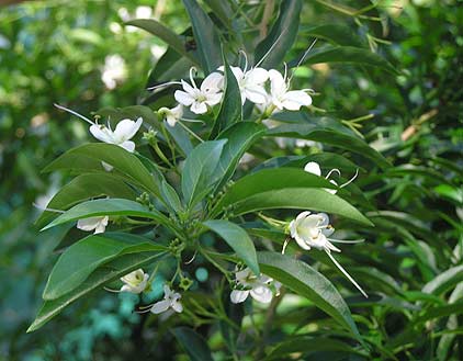 شمشاد اهوازی